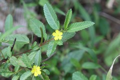 Corchorus trilocularis